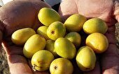 برداشت هفت هزار تن میوه گرمسیری کُنار از مزارع سیستان و بلوچستان