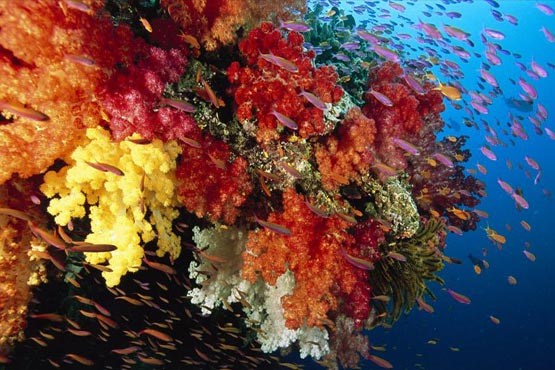 مستند,فیلم,جان مرجان