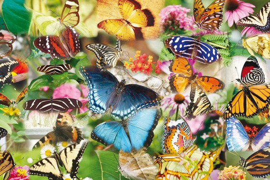 پروانه,انقراض,DNA,کلکسیون