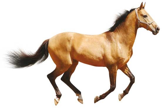 گرانترین اسب قیمت اسب ایرانی توجیح پرورش اسب اسب نژاد کردی اسب نژاد خزر