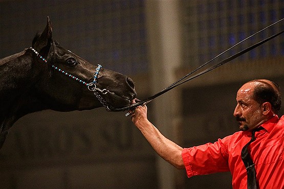 گرانترین اسب قیمت اسب ایرانی توجیح پرورش اسب اسب نژاد کردی اسب نژاد خزر