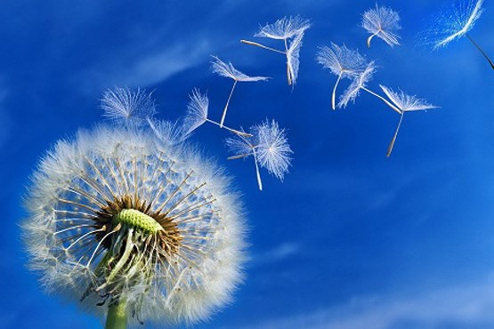 عکس برای پروفایل قاصدک