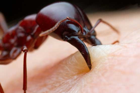 مورچه قدرت مورچه عکس های زیبا عکس های جالب و زیبا عکس مورچه