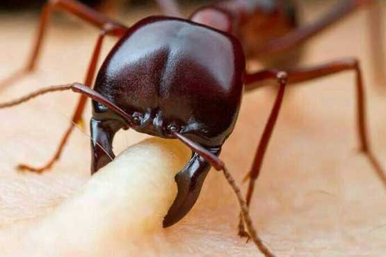 مورچه قدرت مورچه عکس های زیبا عکس های جالب و زیبا عکس مورچه