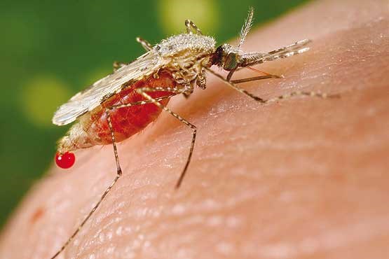 6 حربه‌ای که می‌تواند مالاریا را ریشه‌کن کند
