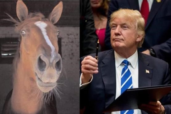 دردسرهای اسبی به نام دونالد ترامپ! (عکس)