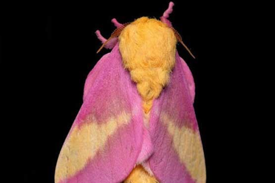 نام حشرات عکس های زیبا عکس پروفایل جالب شب پره رز مانند حشره شناسی حشره زیبا تصاویر حشرات زیبا Rosy Maple Moth