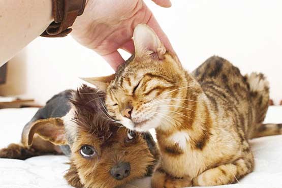 چرا گربه‌ها دوست دارند سرشان را نوازش کنیم؟!
