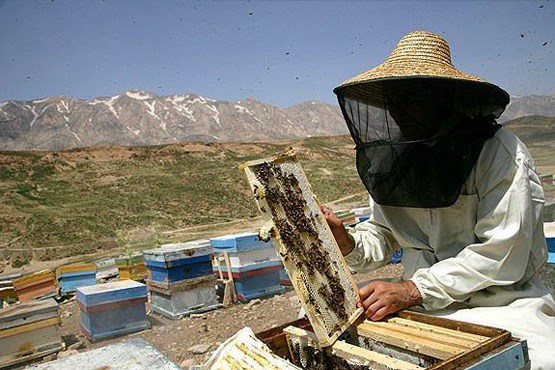 مسابقات جهانی عسل؛ لرستان برنز گرفت + عکس