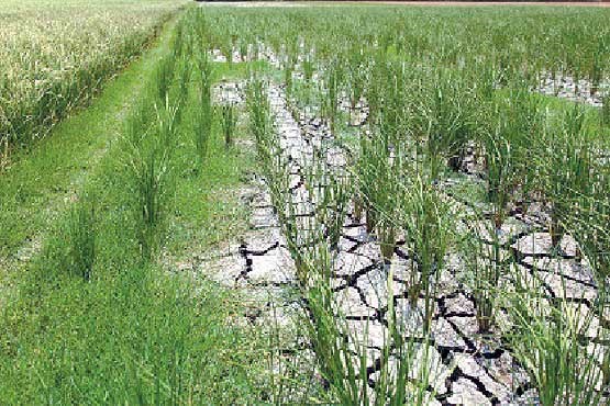 ممنوعیت برنجکاری به مازندران رسید