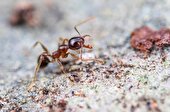 ببینید | مورچه علیه شیرها