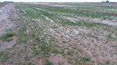 خسارت ۶۸۰ میلیارد تومانی بارندگی درخراسان جنوبی