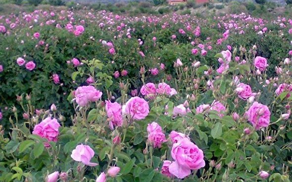 برداشت گل محمدی از باغات سیستان وبلوچستان