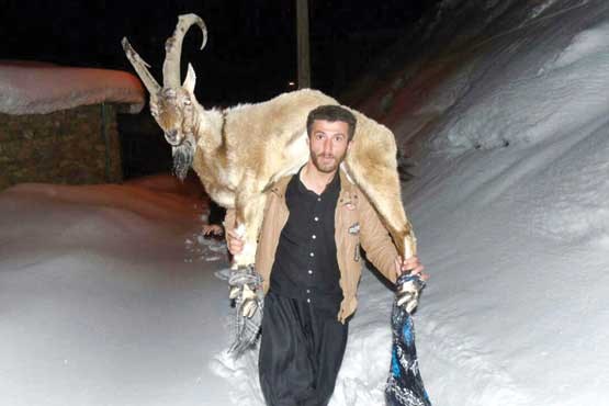 داستان عجیب بز به دوش‌ها در برف(عکس)