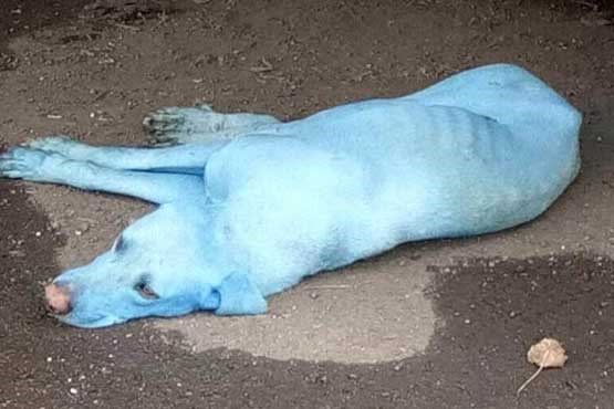 راز آبی شدن سگ‌های بمبئی چیست/تصاویر