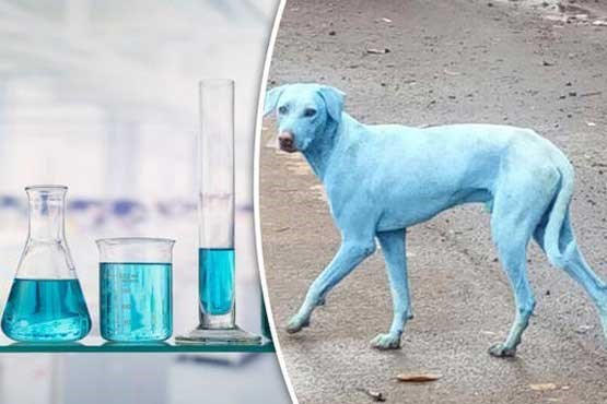 راز آبی شدن سگ‌های بمبئی چیست/تصاویر