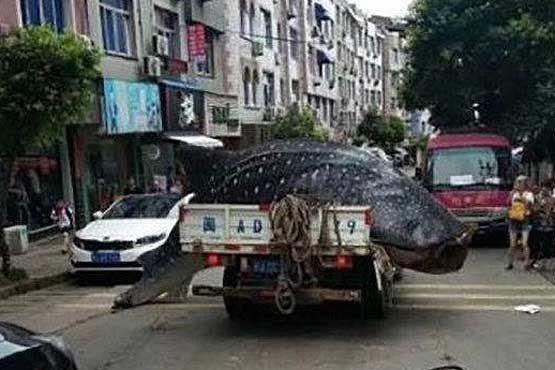 فروش کوسه نهنگ غول‌پیکر در بازار ماهی‌فروشان/تصاویر