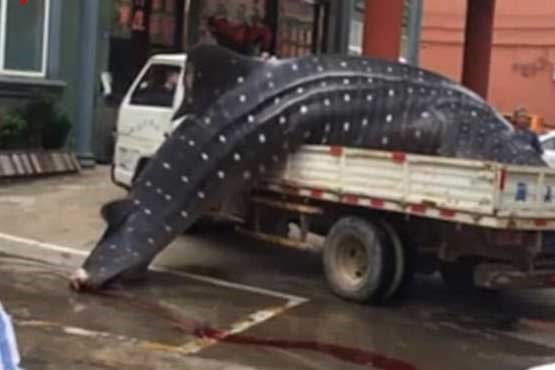 فروش کوسه نهنگ غول‌پیکر در بازار ماهی‌فروشان/تصاویر