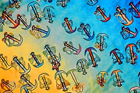 عکس‌های میکروسکوپی عجیب و باورنکردنی